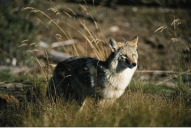 Fami通新一周销量榜 《宝可梦晶灿钻石／明亮珍珠》五连冠